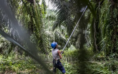 Protect Palm Oil Plantation Workers from Threat of COVID-19